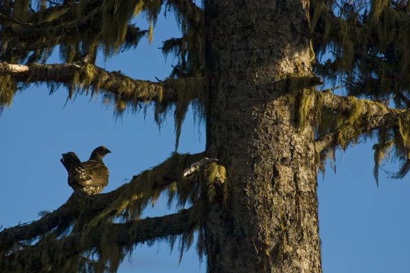 Blue Grouse In Tree